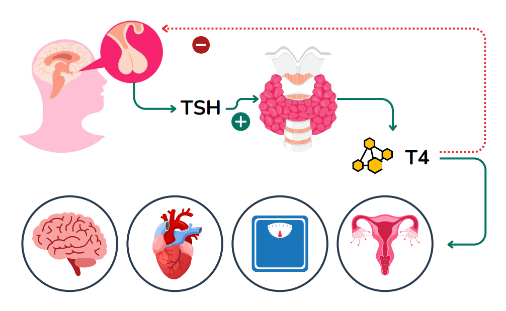 Esquema funcionamiento TSH y T4